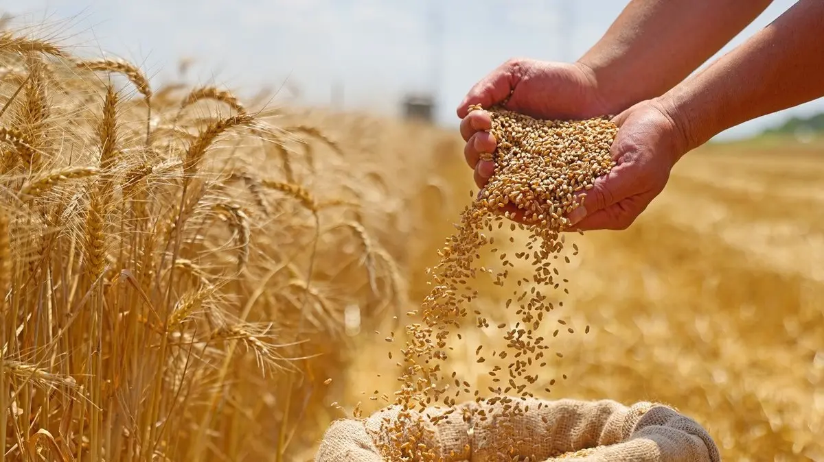 فن الاستثمار في السلع من النفط والطاقة إلى القمح والمحاصيل